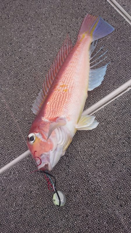 ARCADIAⅡ (アルカディアⅡ) 釣果