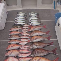 ARCADIAⅡ (アルカディアⅡ) 釣果