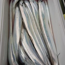 金沢八景鴨下丸 釣果