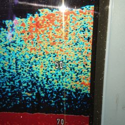 金沢八景鴨下丸 釣果