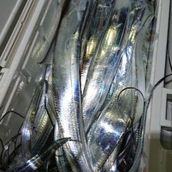 シースナイパー海龍 釣果