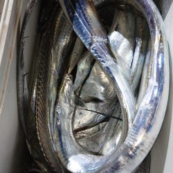 シースナイパー海龍 釣果