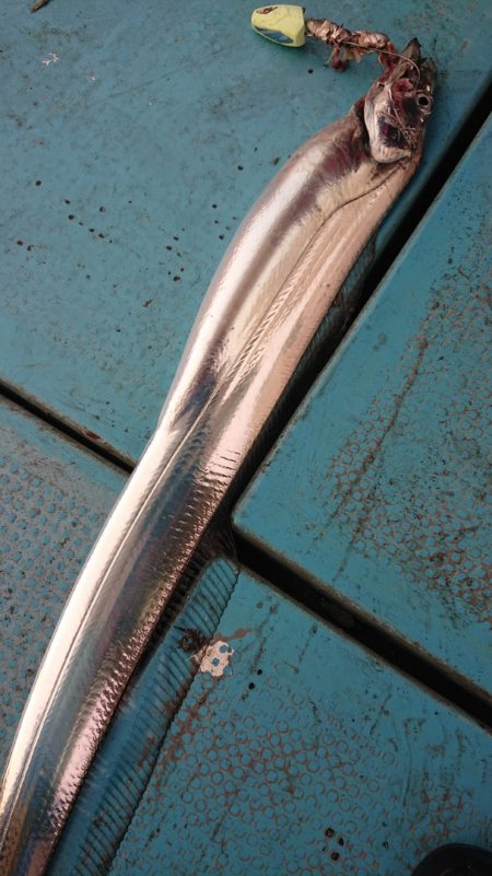 シースナイパー海龍 釣果