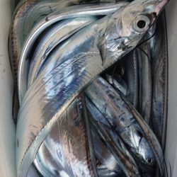 シースナイパー海龍 釣果