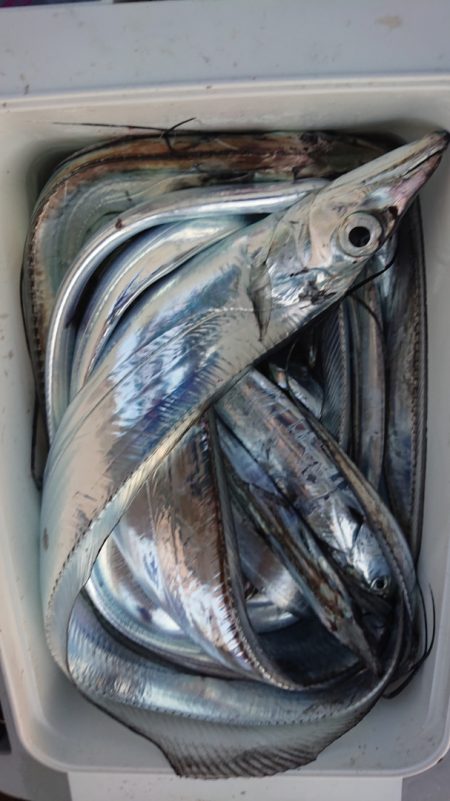 シースナイパー海龍 釣果