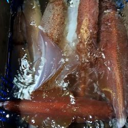 LUSTER『ラスター』 釣果