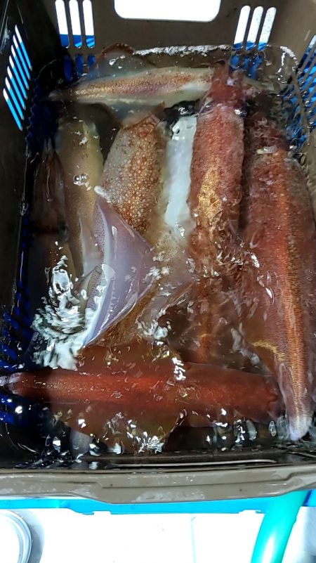 LUSTER『ラスター』 釣果