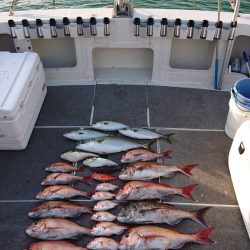 ARCADIAⅡ （アルカディアⅡ） 釣果