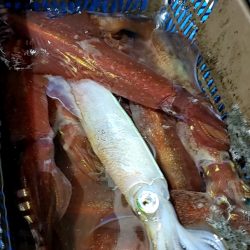 LUSTER『ラスター』 釣果