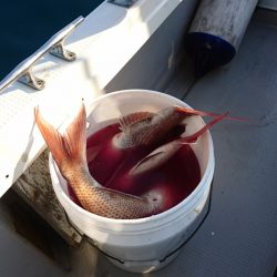 遊漁船ブルーウッズ 釣果