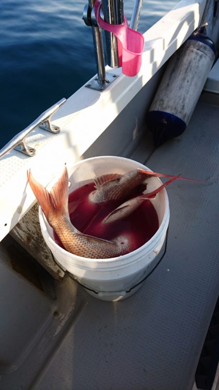 遊漁船ブルーウッズ 釣果