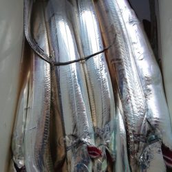 シースナイパー海龍 釣果