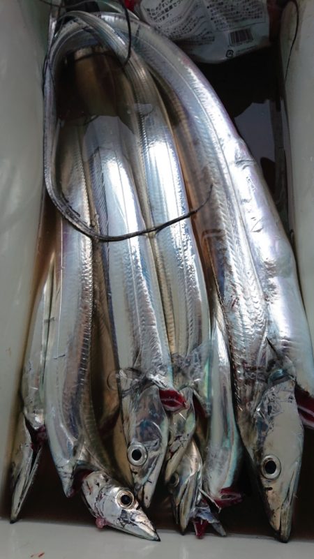 シースナイパー海龍 釣果