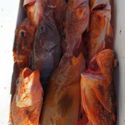 第二龍勢丸 釣果