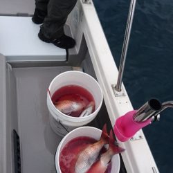 遊漁船ブルーウッズ 釣果