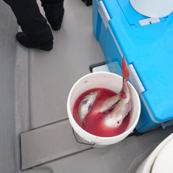 遊漁船ブルーウッズ 釣果