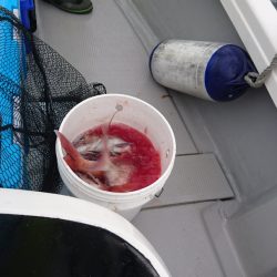 遊漁船ブルーウッズ 釣果