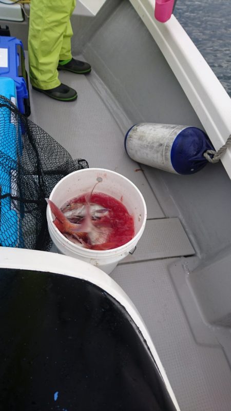 遊漁船ブルーウッズ 釣果