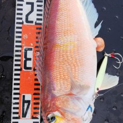 第二龍勢丸 釣果