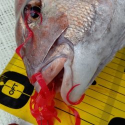 タイラバ遊漁船 ワンピース 釣果