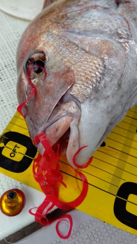 タイラバ遊漁船 ワンピース 釣果