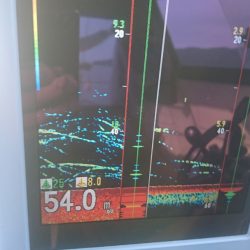 遊漁船ブルーウッズ 釣果