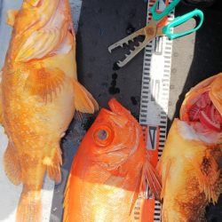 第二龍勢丸 釣果