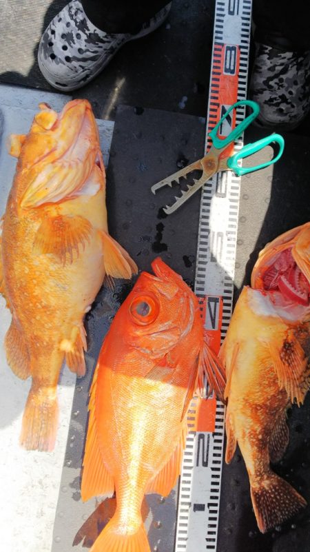 第二龍勢丸 釣果