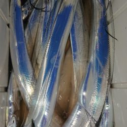 シースナイパー海龍 釣果