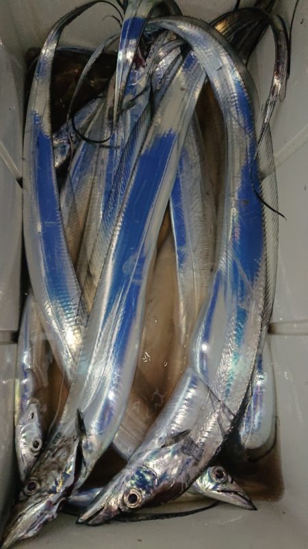 シースナイパー海龍 釣果