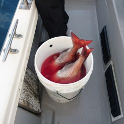 遊漁船ブルーウッズ 釣果