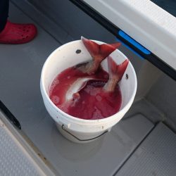 遊漁船ブルーウッズ 釣果