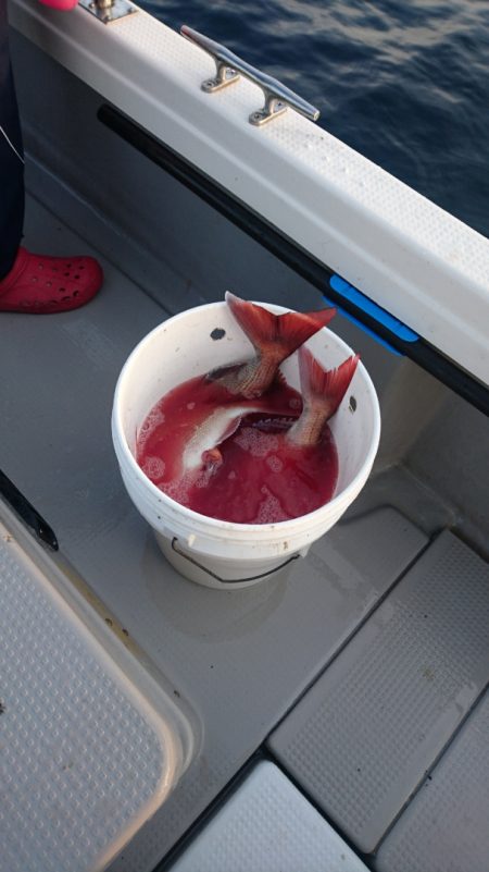 遊漁船ブルーウッズ 釣果