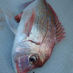 遊漁船ブルーウッズ 釣果