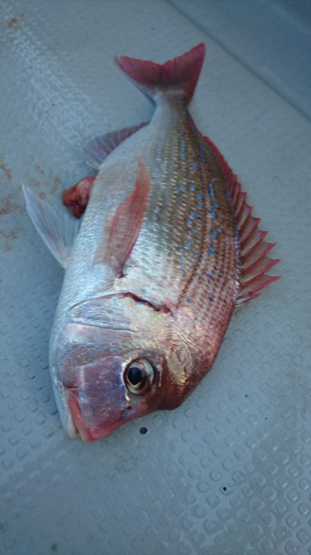 遊漁船ブルーウッズ 釣果