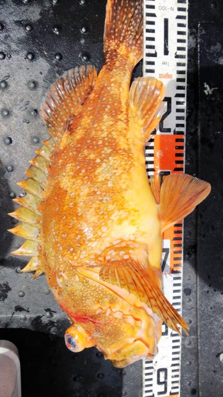 第二龍勢丸 釣果