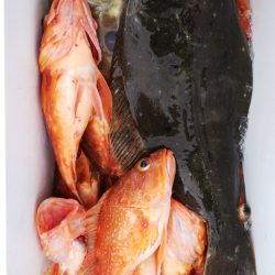 第二龍勢丸 釣果