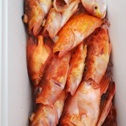 第二龍勢丸 釣果