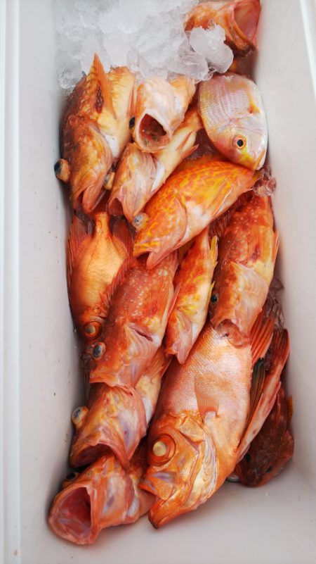 第二龍勢丸 釣果