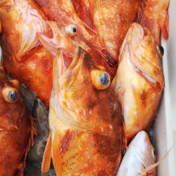 第二龍勢丸 釣果