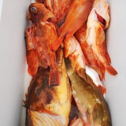 第二龍勢丸 釣果