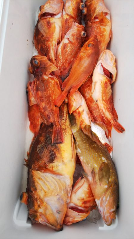 第二龍勢丸 釣果