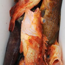 第二龍勢丸 釣果