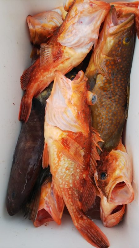 第二龍勢丸 釣果