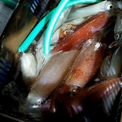 LUSTER『ラスター』 釣果