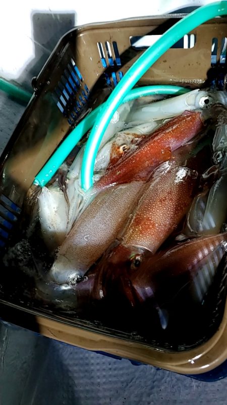 LUSTER『ラスター』 釣果