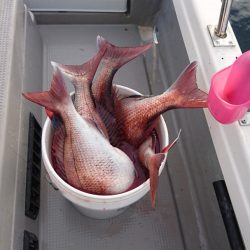 遊漁船ブルーウッズ 釣果