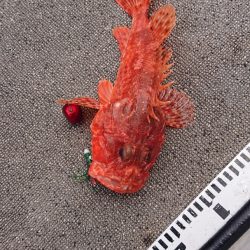 ARCADIAⅡ （アルカディアⅡ） 釣果