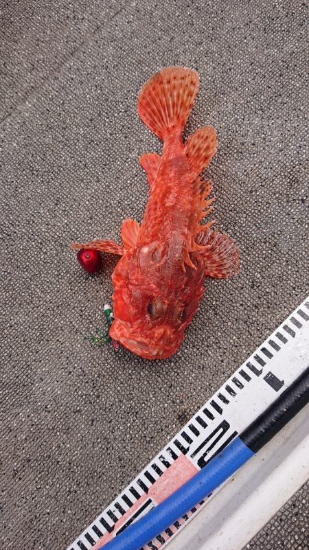 ARCADIAⅡ （アルカディアⅡ） 釣果