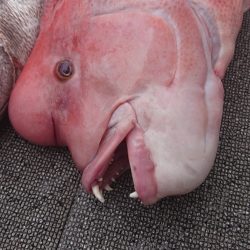 ARCADIAⅡ （アルカディアⅡ） 釣果